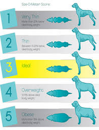 Healthy Dog Weight Chart Www Bedowntowndaytona Com