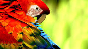 macaw parrot bird tropical 71