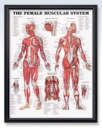 Female Muscular System 20x26 Anatomy Poster Muscular