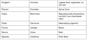 Polar Bear Classification Chart Sutori
