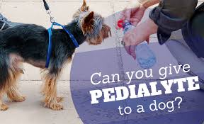 can you give pedialyte to a dog