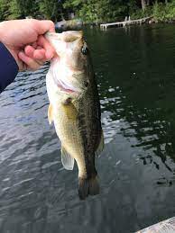 Have you ever wanted to catch one of the most exotic species of fish without needing a passport? Maine Bass Fishing Guide Service Brunswick 2021 All You Need To Know Before You Go With Photos Brunswick Me Tripadvisor