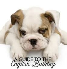 Professional and reputable english bulldog breeders since 1998 proudly presents our most recent. A Guide To English Bulldogs Puppies Temperament Diet And More Pethelpful By Fellow Animal Lovers And Experts