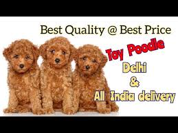 toy poodle puppy in delhi