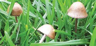 Why Do Mushrooms Grow In My Lawn