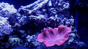 haddoni carpet anemone reef aquarium