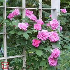 Rosa Madame Alfred Carriere Climbing