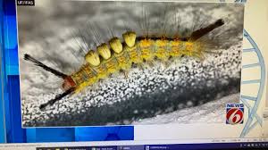 Caterpillar customer support email address: Look Out For These Hairy Caterpillars In Florida Here S Why