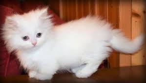 Ranging from small to medium size, munchkin kittens have an average weight of five to if your lifestyle can cope with a cat that is extraordinarily extrovert and lively, then munchkin kittens might just be the right breed for you. All You Need To Know About Munchkin Cats Cats Are On Top
