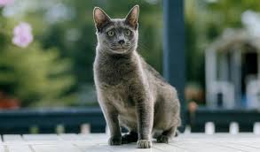 Probably the best way to describe these cats is to say they are long! Russian Blue Nebelung Cat Breed Information