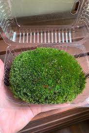 l live carpet moss 14x 10 5cm180418