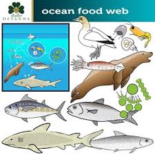 Ocean Food Web Worksheets Teaching Resources Tpt