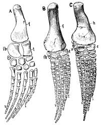 They waddle when they walk, and have flippers instead of wings. Flipper Anatomy Wikiwand