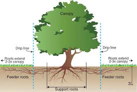 Image result for Photo watering the root of the tree