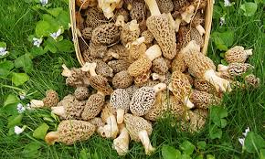 mushroom hunting safety tips to help