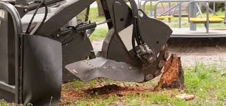This stump is just about the right height for grinding. Professional Stump Grinding Services Rancho Tree Care