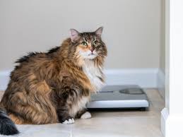 what is the average cat weight all