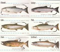 Pacific Northwest Fish Id Salmon Salmon Species Fish