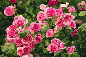 rose bush varieties