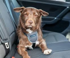 Carsafe Dog Car Harness Company Of