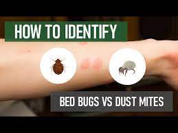 do i have bed bugs or dust mites diy