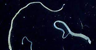 a tapeworm with cancer gave its tumors