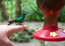 Monteverde Hummingbirds