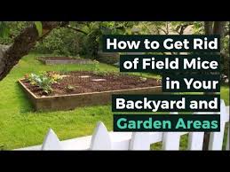 get rid of field mice in your backyard