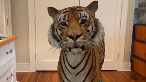 If you look at your scene from above, conventionally. How To View Tiger In 3d Google
