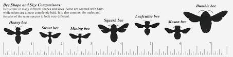 Bee Shape And Size Comparison Mason Bees Bee Sweat Bees