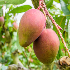 mallika mango tree yarden
