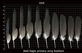Bald Eagle Feather Identification Feather Scan Data Bald