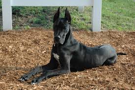 Great Dane Lab Mix A Detailed Look At The Labradane