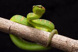 Viper, (family viperidae), any of more than 200 species of venomous snakes belonging to two groups: Viper Stock Photos And Images 123rf