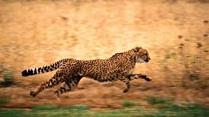 wallpapers of cheetah 72 images