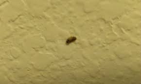 bed bugs and carpet beetles