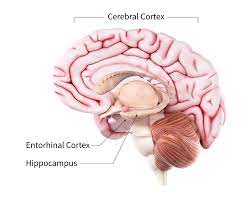 the brain in alzheimer s disease