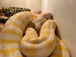 albino carpet python reptiles