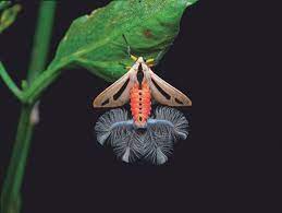 Мотылёк (Creatonotos gangis) – самая страшная бабочка на планете. |  Paleo-end-arthropods (Доисторическая фауна и членистоногие) | Дзен