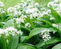 what is wild garlic and how is it used