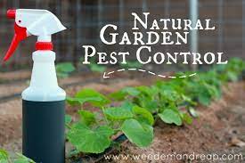 Both method has cons and pros. My Organic Garden Pest Control Natural Garden Pest Control Organic Pest Control Natural Pest Control