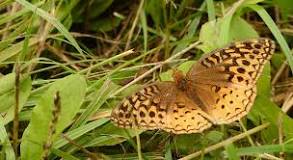 How many species of butterflies are in Ontario?