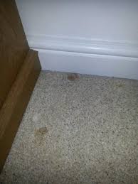 dead wood lice on bathroom floor