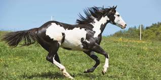 Genetic Disorders Breed By Breed The Horse