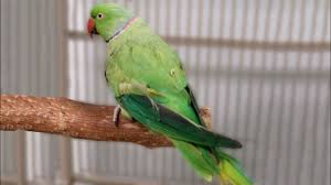 timid indian ringneck parrot