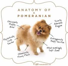 Pomeranian Adorableness Chart Pomeranian Baby Dogs