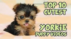 A yorkie litter from an akc licensed breeder will average around $1,250, but prices will vary onwards of up to $5,000+ per puppy. The Most Lovely Yorkie Puppies Top 10 Tokyvideo