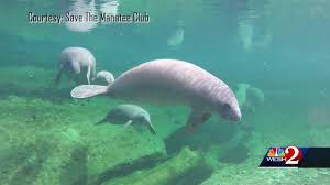 Wildlife artists manatee plush toy 16 l by. Coronavirus May Be To Blame For Spike In Florida Manatee Deaths