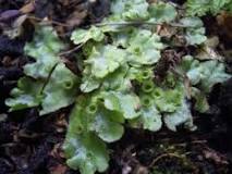 how-does-marchantia-reproduce