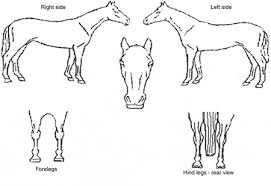 Horse Identification Form Google Search Horse Anatomy